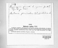Hypocopra fimeti image